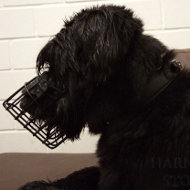 Giant Schnauzer Muzzle Covered with Black Rubber for Winter