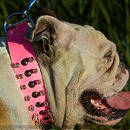 Pink Leather Spiked and Studded Female British Bulldog Collar Pink Leather Spiked and Studded Female British Bulldog Collar