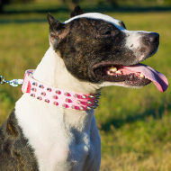 girl dog collar spiked pink leather for pitbull 49 10