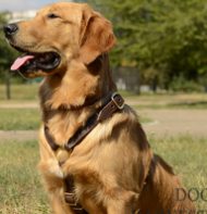 Golden Retriever Harness for Walking, Training and
Tracking