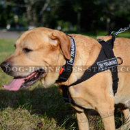 SAR Dog Harness