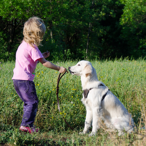 Train Your Puppy