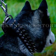 Good Dog Collar for Husky of Leather with Spikes and Studs