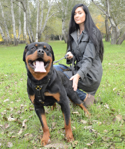 Rottweilers are Good Guards