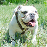 Handmade Leather Dog Harness for English Bulldog, Luxury Design