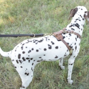 Multi Function Dog Lead for Dalmatian - ⑦ ways of Use