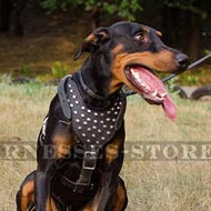 Harness for Doberman of Padded Leather with Silver-like Studs
