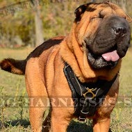 Harness for Shar-Pei Training and Walking, Extra Strong Leather