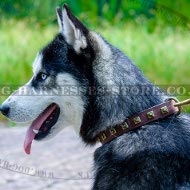 Husky Collar for Walking of Narrow Leather with Square Studs