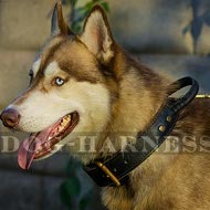 Husky Collar for Training and Walks, Two-Ply Leather with Handle