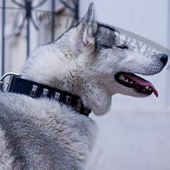 Husky Dog Collar Leather with Nickel Plates of Trendy Design