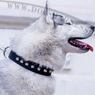 Husky Dog Collar Leather with Nickel Cones for Walking
