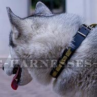 Husky Dog Collar of Narrow Leather with Brass Plates