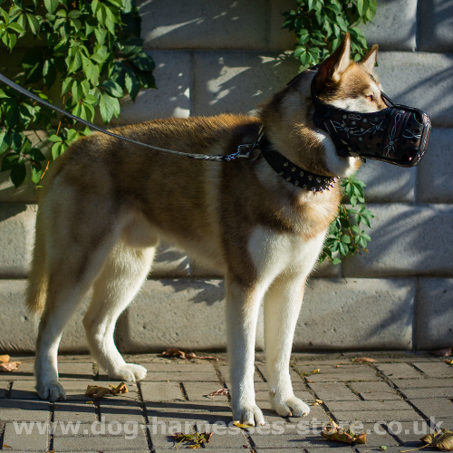 Handmade Dog Muzzle