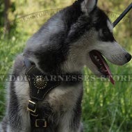 Husky Puppy Harness of Nappa Lined Leather, Royal Design Husky Puppy Harness of Nappa Lined Leather, Royal Design