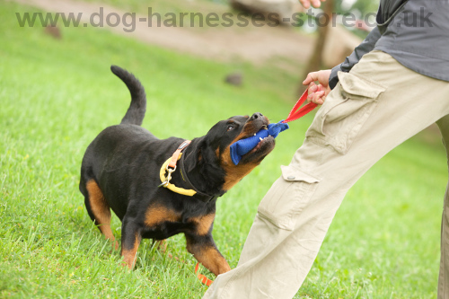 Rottweiller
Playing Tug of War