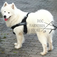 Dog Harness for Samoyede, Nylon K9 for Walks and Work