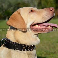 Labrador Dog Collar Leather with Spikes and Studs for Walking