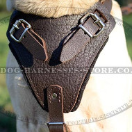 Labrador Dog Harness of Padded Leather for Walks & Training