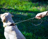 Labrador Dog Leash of Round Leather, Best for Shows