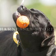 Best Walking Dog Toys