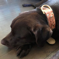 Labrador Leather Dog Collar Royal Nappa Lined
