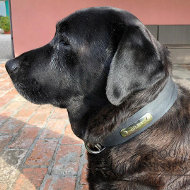 Labrador Leather Dog Collar with Name Plate for Identification