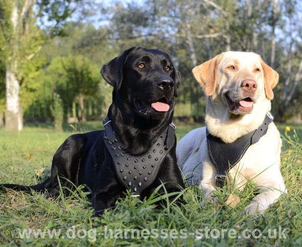 Labrador Spiked
Harness