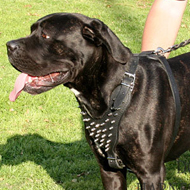 Dog Walking Harness with Spikes for Large Dogs Like Cane Corso