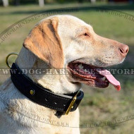 Large Leather Dog Collar with Fur-saving Plate and Stitched Ring