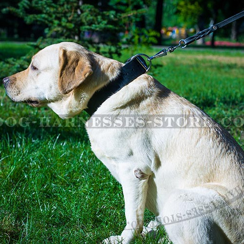 1.5 inch Leather Dog Collar with Classic Buckle & D-ring