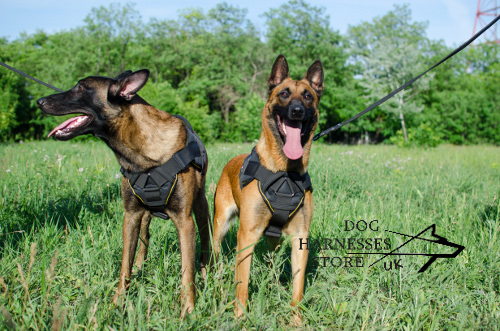 Sport Dog Harness for Belgian Malinois