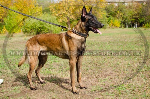 Nappa Padded Super Soft Dog Collar with Brass Spikes