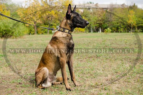 Best Dog Collar with Spikes and Plates for Belgian Malinois