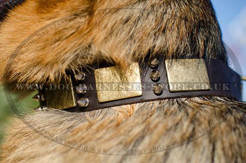 Best Dog Collar with Brass Plates and Nickel Spikes for GSD