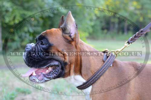 Boxer Dog Collar