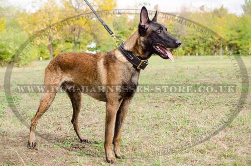 Bestseller! Braided Dog Collar for Belgian Malinois of Leather
