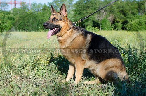 Braided Leather Dog Collar for German Shepherd, Handcrafted