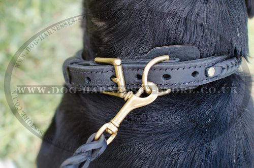 Braided Dog Collar for Swiss Mountain Dog, Selected Leather