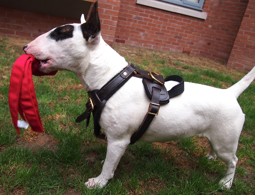Bull Terrier Harness, Bestseller in UK for Training and Work - Click Image to Close