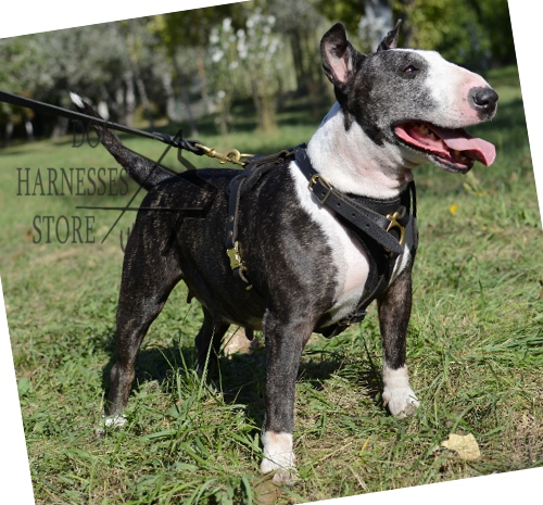 Mini Bull Terrier Harness UK