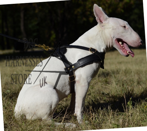 bully louis vuitton dog harness