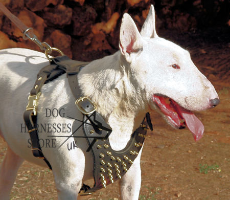 Bull Terrier Harness UK