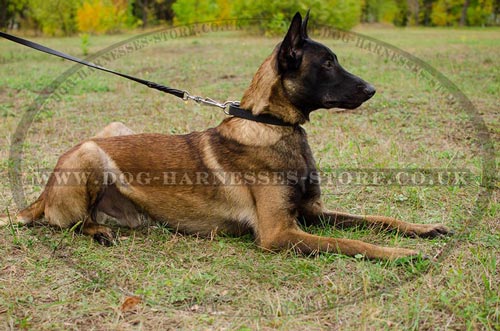 Classic Dog Collar for Malinois Shepherd Daily Activities