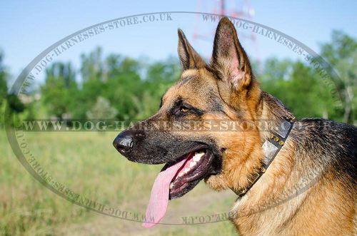 Cool Dog Collar for German Shepherd with Spikes and Plates