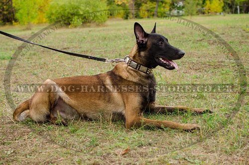 Cool Dog Collar with Spikes and Plates for Belgian Shepherd