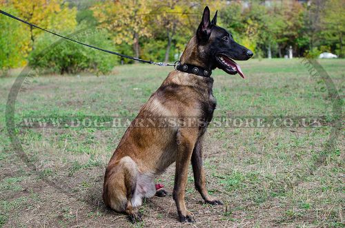 Nylon Dog Collar with Vintage Conchos for Belgian Malinois