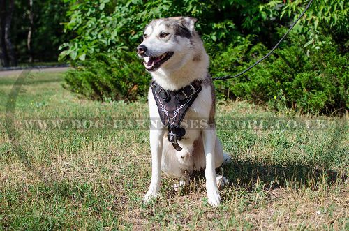 Designer Dog Harness "Barbed Wire" for West Siberian Laika