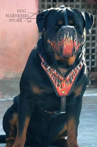 best muzzle for rottweiler