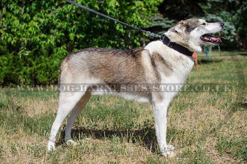 Dog Collar with Name Plate for Husky UK